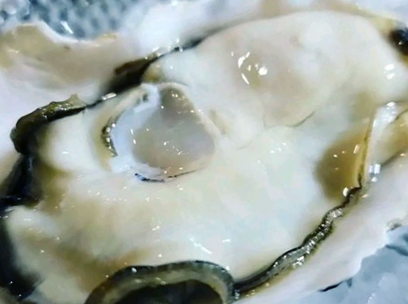 新鮮な生牡蠣